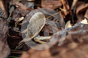 Maple seed. Tree bark on the ground. Mulch wood bark