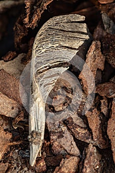 Maple seed. Tree bark on the ground. Mulch wood bark