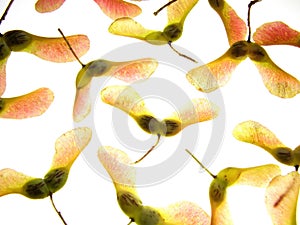 Maple seeds