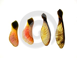 Maple seeds