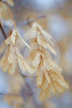 Maple seeds