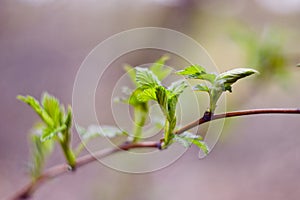 Maple seeds