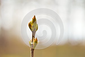 Maple seeds