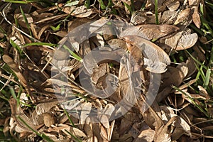 Maple seeds in grass