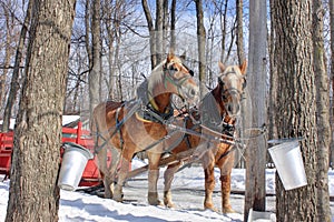 Maple Spring (Canada)