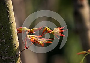 Maple sprouts in the sun