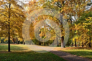 Maple strees in the park