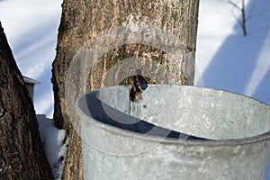 Maple Sugar Tap