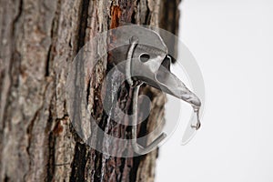 Maple Sugar Tap in Tree