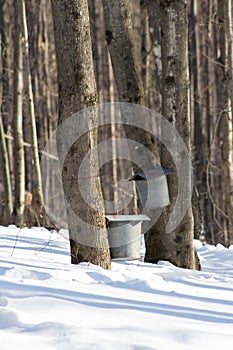 Maple Sugar Taps in Snow