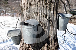 Maple Sugar tree and three collection buckets in Spring snow