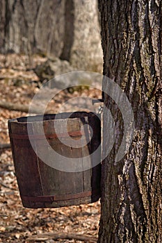 Maple Sugaring