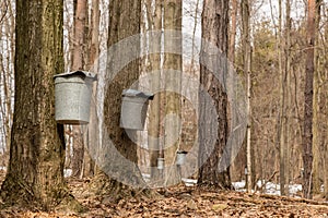 Maple sugaring.