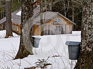 Maple Sugaring Time - Sugar House and Pails