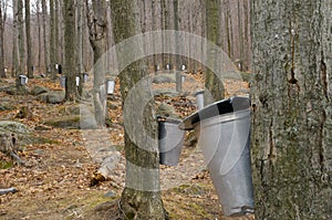 The Maple Syrup Farms with Sap Pails