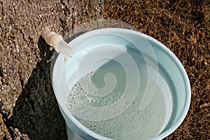 Maple syrup making in southern ontario photo