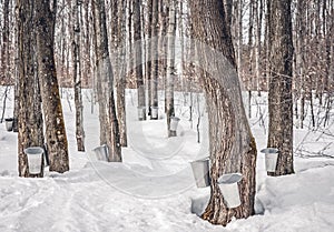 Maple syrup production in Canada photo