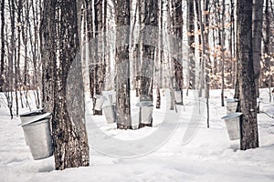 Maple syrup production in Quebec