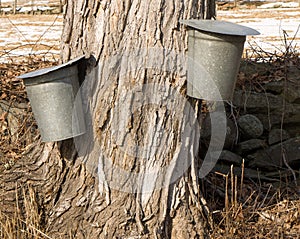 Maple Syrup Sap Buckets