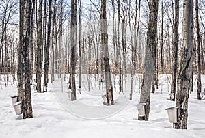 Maple syrup season in rural Canada