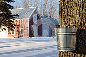 Maple Syrup Tapping photo