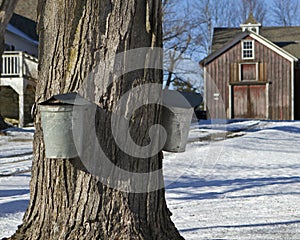 Maple tapped for syrup