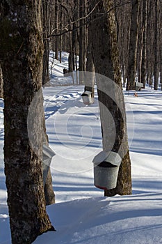 Maple taps and buckets