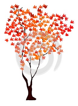 Maple tree