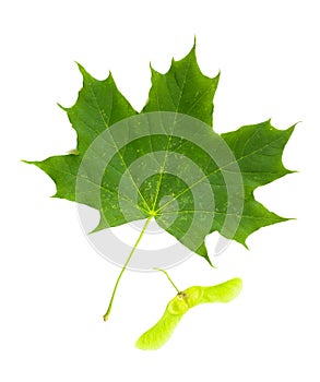 Maple Tree (Acer Platanoides) leaf with Fruit (Samara)