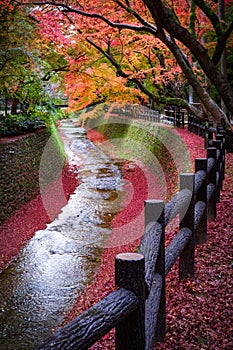 Maple tree along the canal in Kitano Tenmangu garden, Kyoto, Japan