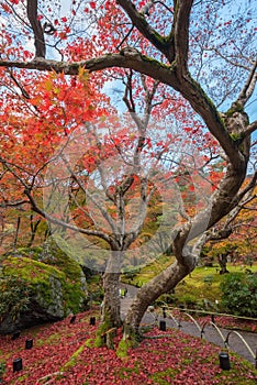 Maple tree in Arashiyama