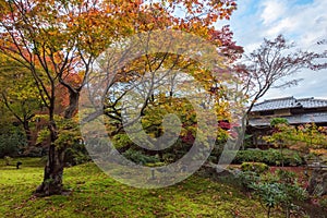 Maple tree in Arashiyama