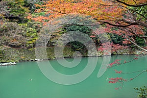 Maple tree in Arashiyama