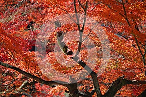 Maple tree autumn