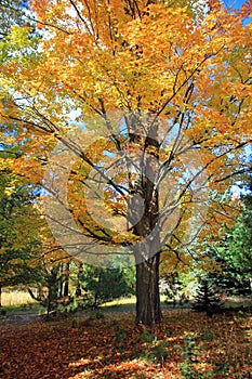 Javor strom v jeseni 