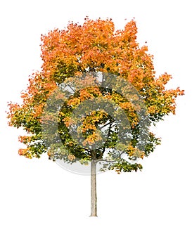 Maple Tree in autumn