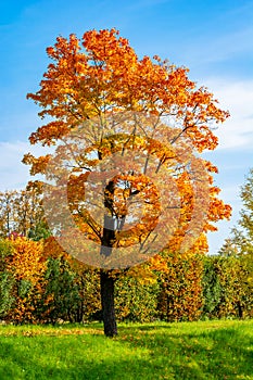 Maple tree in autumn in Alexander park, Tsarskoe Selo Pushkin, Saint Petersburg, Russia