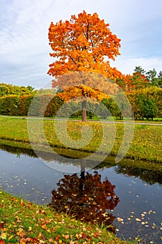 Maple tree in autumn in Alexander park, Tsarskoe Selo Pushkin, Saint Petersburg, Russia