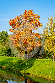 Maple tree in autumn in Alexander park, Tsarskoe Selo Pushkin, Saint Petersburg, Russia