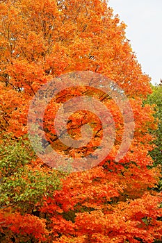 Maple tree in autumn color along a roadside