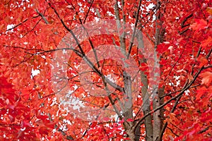 Maple Tree in Autumn Colors