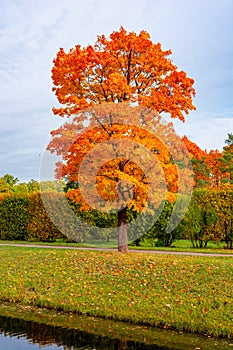 Maple tree in autumn fall in Alexander park, Tsarskoe Selo Pushkin, Saint Petersburg, Russia