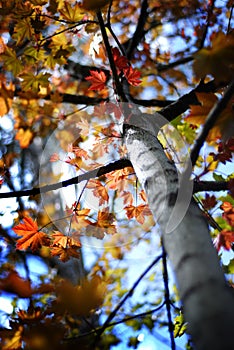 Maple Tree with Autumn Fall Leaves