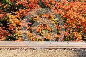 Maple Tree During Autumn fall season in color change yellow, red,orange with ancient tradition roof of temple shrine