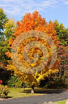 Maple Tree Autumn Foliage