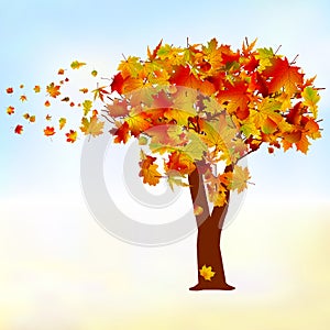 Maple tree, autumn leaf fall. EPS 8