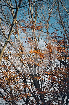 Maple tree in the Autumn season