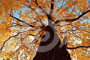 Maple tree in autumn, yellow crown view from below