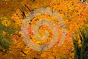 Maple tree in autumn yellow, orange, and red color