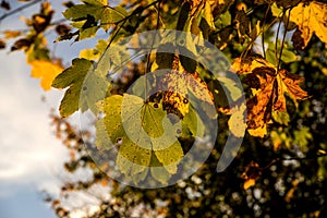 Maple tree in autumnal colors in back light